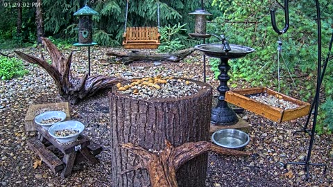 LIVE 24/7 Indiana Birds, Squirrels and Wildlife Feeder Cam