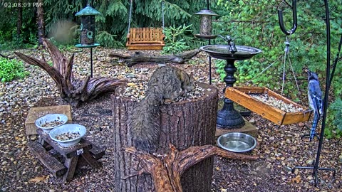 LIVE 24/7 Indiana Birds, Squirrels and Wildlife Feeder Cam