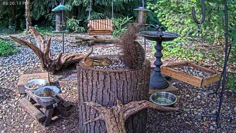LIVE 24/7 Indiana Birds, Squirrels and Wildlife Feeder Cam