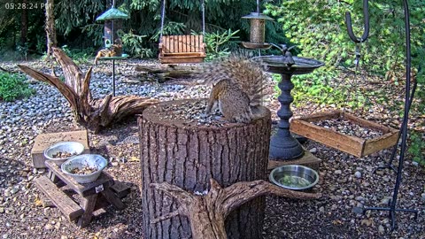 LIVE 24/7 Indiana Birds, Squirrels and Wildlife Feeder Cam
