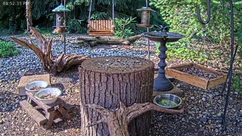 LIVE 24/7 Indiana Birds, Squirrels and Wildlife Feeder Cam