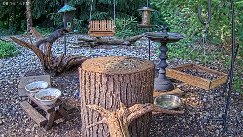 LIVE 24/7 Indiana Birds, Squirrels and Wildlife Feeder Cam
