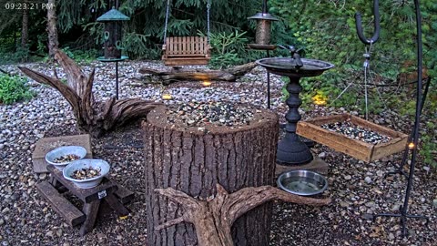 LIVE 24/7 Indiana Birds, Squirrels and Wildlife Feeder Cam