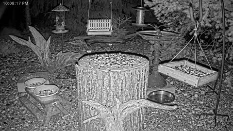 LIVE 24/7 Indiana Birds, Squirrels and Wildlife Feeder Cam