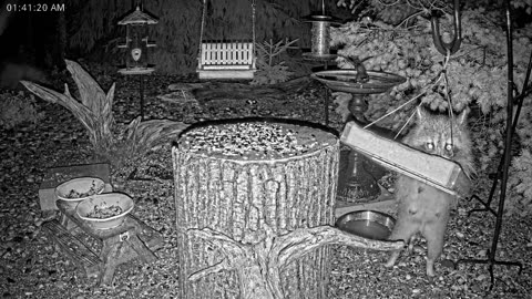 LIVE 24/7 Indiana Birds, Squirrels and Wildlife Feeder Cam