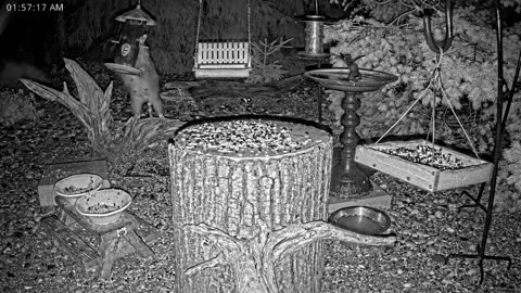 LIVE 24/7 Indiana Birds, Squirrels and Wildlife Feeder Cam