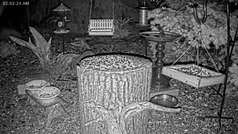 LIVE 24/7 Indiana Birds, Squirrels and Wildlife Feeder Cam