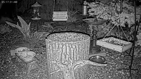 LIVE 24/7 Indiana Birds, Squirrels and Wildlife Feeder Cam