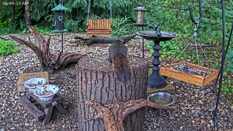 LIVE 24/7 Indiana Birds, Squirrels and Wildlife Feeder Cam