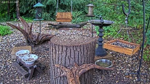 LIVE 24/7 Indiana Birds, Squirrels and Wildlife Feeder Cam
