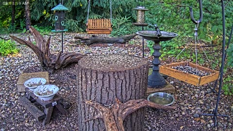 LIVE 24/7 Indiana Birds, Squirrels and Wildlife Feeder Cam
