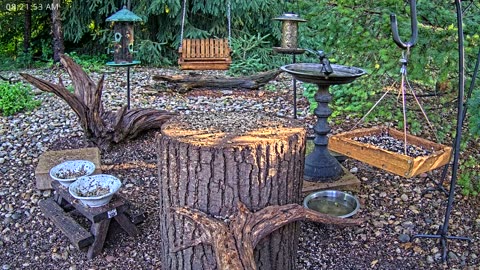 LIVE 24/7 Indiana Birds, Squirrels and Wildlife Feeder Cam