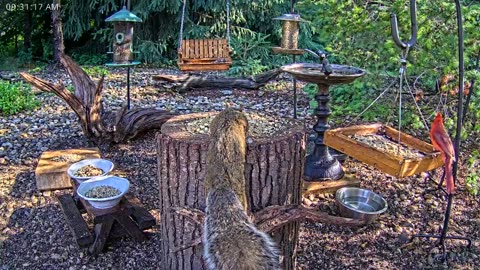 LIVE 24/7 Indiana Birds, Squirrels and Wildlife Feeder Cam