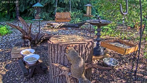LIVE 24/7 Indiana Birds, Squirrels and Wildlife Feeder Cam
