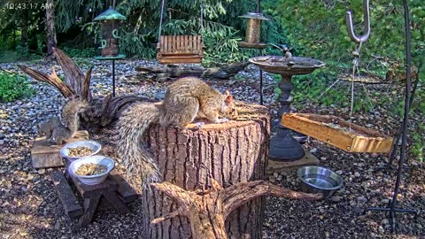 LIVE 24/7 Indiana Birds, Squirrels and Wildlife Feeder Cam