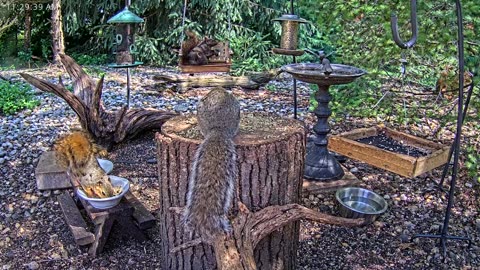 LIVE 24/7 Indiana Birds, Squirrels and Wildlife Feeder Cam