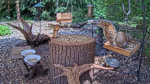 LIVE 24/7 Indiana Birds, Squirrels and Wildlife Feeder Cam
