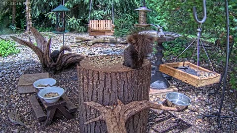 LIVE 24/7 Indiana Birds, Squirrels and Wildlife Feeder Cam