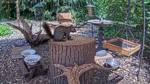 LIVE 24/7 Indiana Birds, Squirrels and Wildlife Feeder Cam