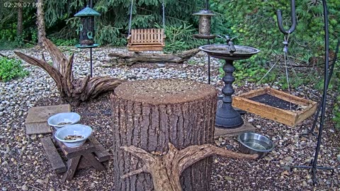 LIVE 24/7 Indiana Birds, Squirrels and Wildlife Feeder Cam