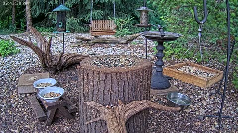 LIVE 24/7 Indiana Birds, Squirrels and Wildlife Feeder Cam
