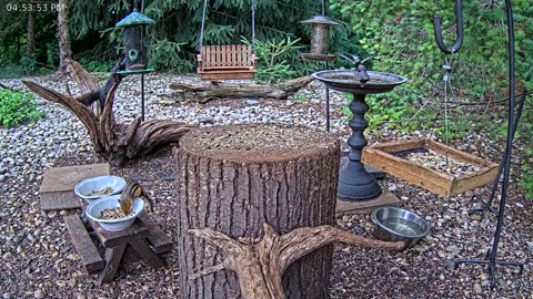 LIVE 24/7 Indiana Birds, Squirrels and Wildlife Feeder Cam