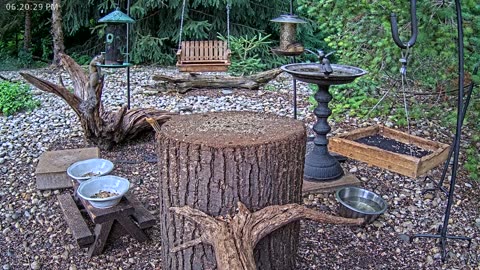 LIVE 24/7 Indiana Birds, Squirrels and Wildlife Feeder Cam
