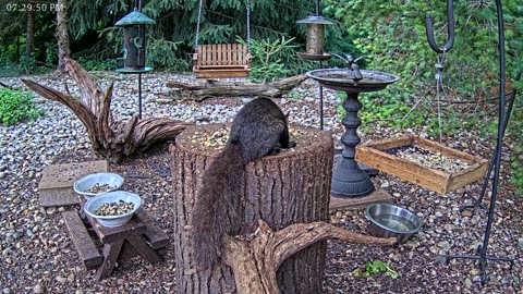 LIVE 24/7 Indiana Birds, Squirrels and Wildlife Feeder Cam