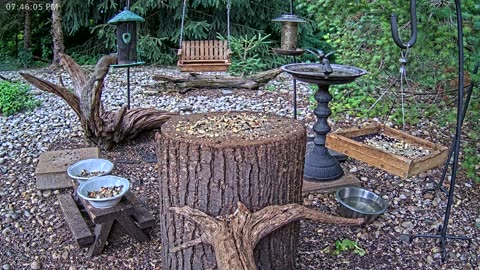 LIVE 24/7 Indiana Birds, Squirrels and Wildlife Feeder Cam