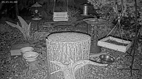 LIVE 24/7 Indiana Birds, Squirrels and Wildlife Feeder Cam