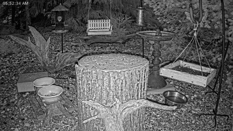 LIVE 24/7 Indiana Birds, Squirrels and Wildlife Feeder Cam