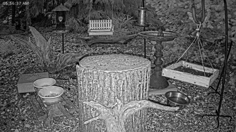 LIVE 24/7 Indiana Birds, Squirrels and Wildlife Feeder Cam
