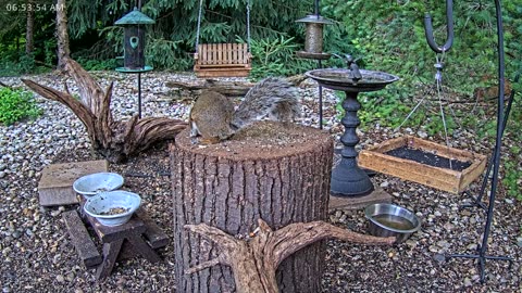 LIVE 24/7 Indiana Birds, Squirrels and Wildlife Feeder Cam