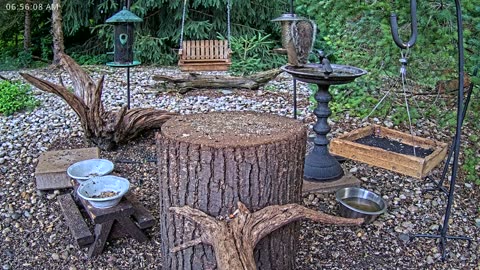 LIVE 24/7 Indiana Birds, Squirrels and Wildlife Feeder Cam