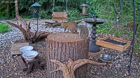LIVE 24/7 Indiana Birds, Squirrels and Wildlife Feeder Cam