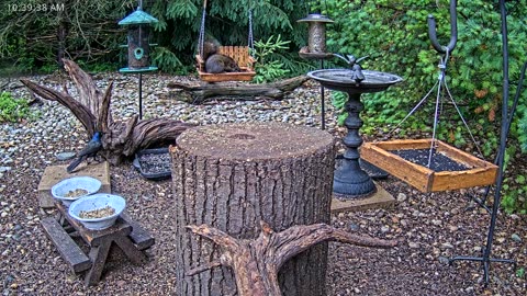 LIVE 24/7 Indiana Birds, Squirrels and Wildlife Feeder Cam