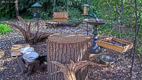 LIVE 24/7 Indiana Birds, Squirrels and Wildlife Feeder Cam