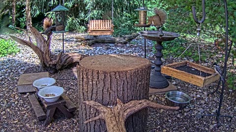 LIVE 24/7 Indiana Birds, Squirrels and Wildlife Feeder Cam