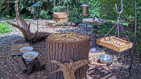 LIVE 24/7 Indiana Birds, Squirrels and Wildlife Feeder Cam