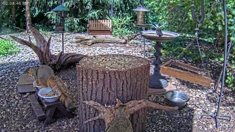 LIVE 24/7 Indiana Birds, Squirrels and Wildlife Feeder Cam