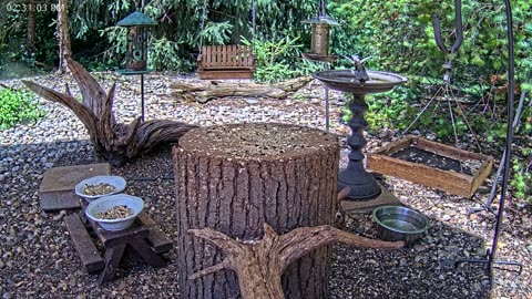 LIVE 24/7 Indiana Birds, Squirrels and Wildlife Feeder Cam