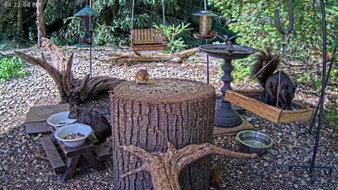 LIVE 24/7 Indiana Birds, Squirrels and Wildlife Feeder Cam