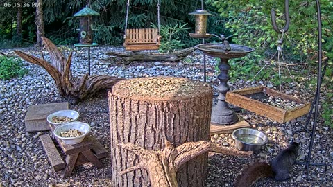 LIVE 24/7 Indiana Birds, Squirrels and Wildlife Feeder Cam