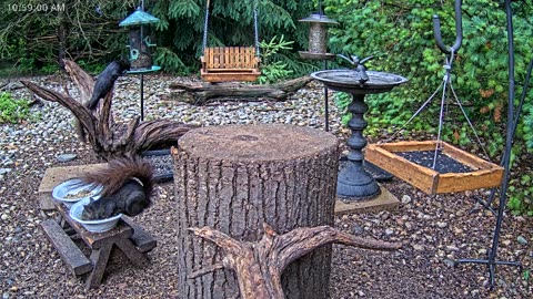 LIVE 24/7 Indiana Birds, Squirrels and Wildlife Feeder Cam