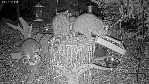 LIVE 24/7 Indiana Birds, Squirrels and Wildlife Feeder Cam