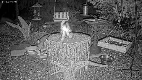 LIVE 24/7 Indiana Birds, Squirrels and Wildlife Feeder Cam