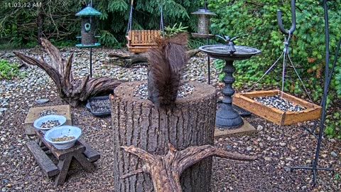 LIVE 24/7 Indiana Birds, Squirrels and Wildlife Feeder Cam
