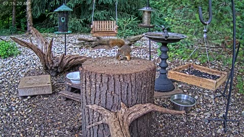 LIVE 24/7 Indiana Birds, Squirrels and Wildlife Feeder Cam