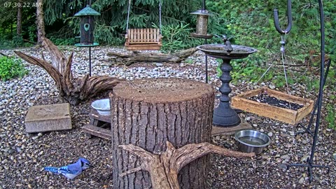 LIVE 24/7 Indiana Birds, Squirrels and Wildlife Feeder Cam