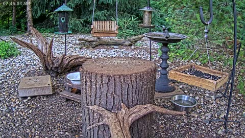 LIVE 24/7 Indiana Birds, Squirrels and Wildlife Feeder Cam
